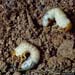 June Beetle Larva